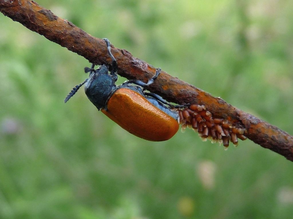 Labidostomis sp. mentre depone le uova: forse L. humeralis.